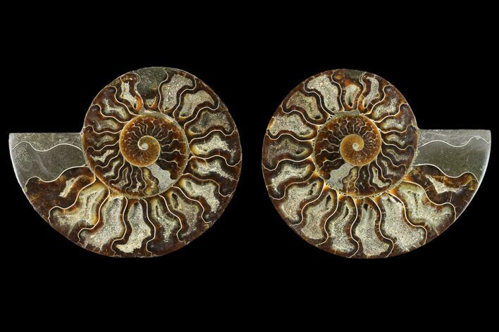Agatized Ammonite Fossil - Crystal Pockets #130055